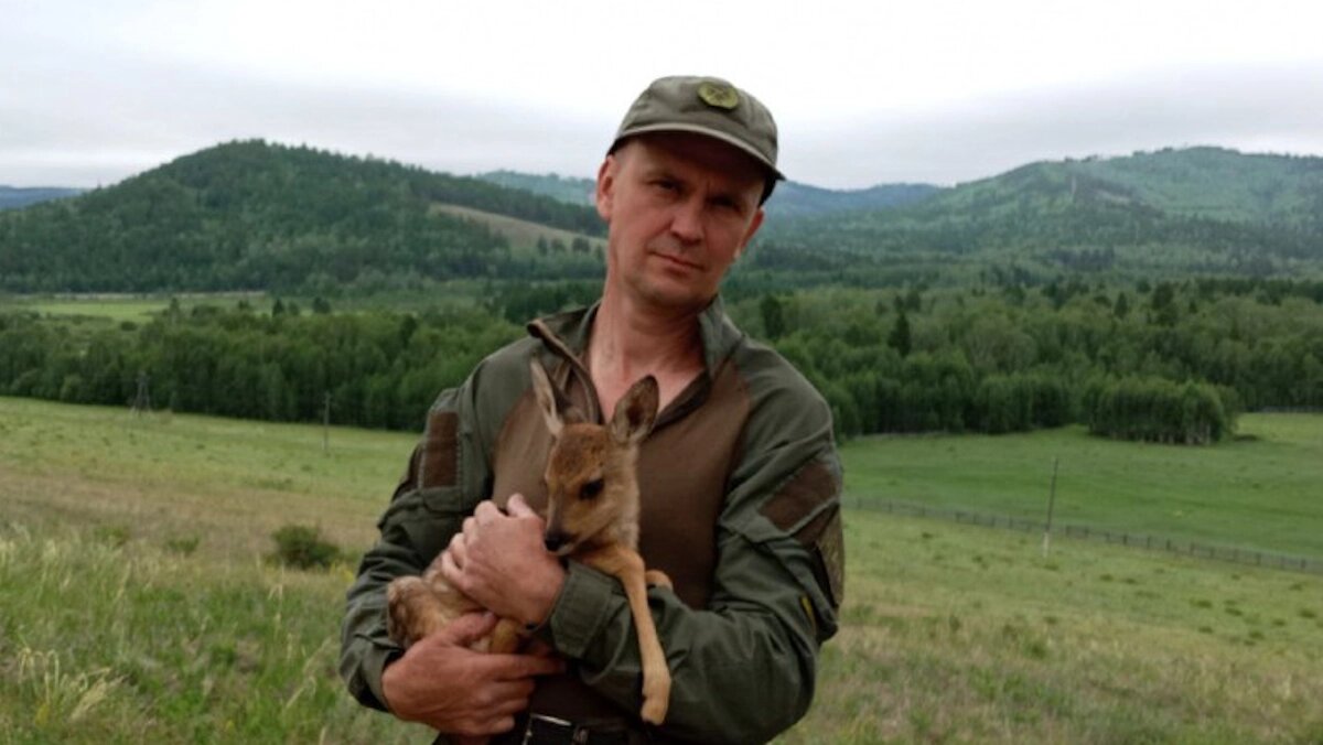    Косуля Маша обрела дом в государственном природном заказнике «Аргалейский». Фото: телеграм-канал «Заповедное Забайкалье»