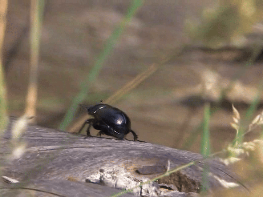 Понедельник — день тяжёлый! Видео: Pristurus, CC BY-SA 3.0.