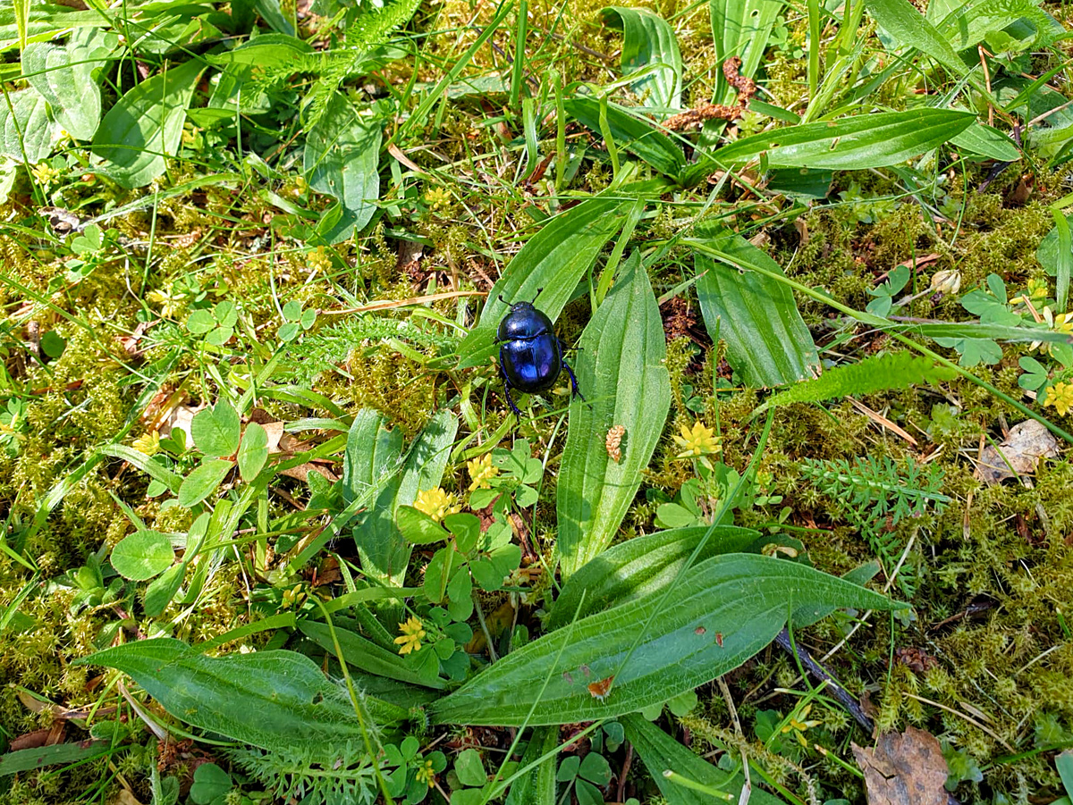 Фотография: Angelika Schwinghammer, CC BY-SA 4.0