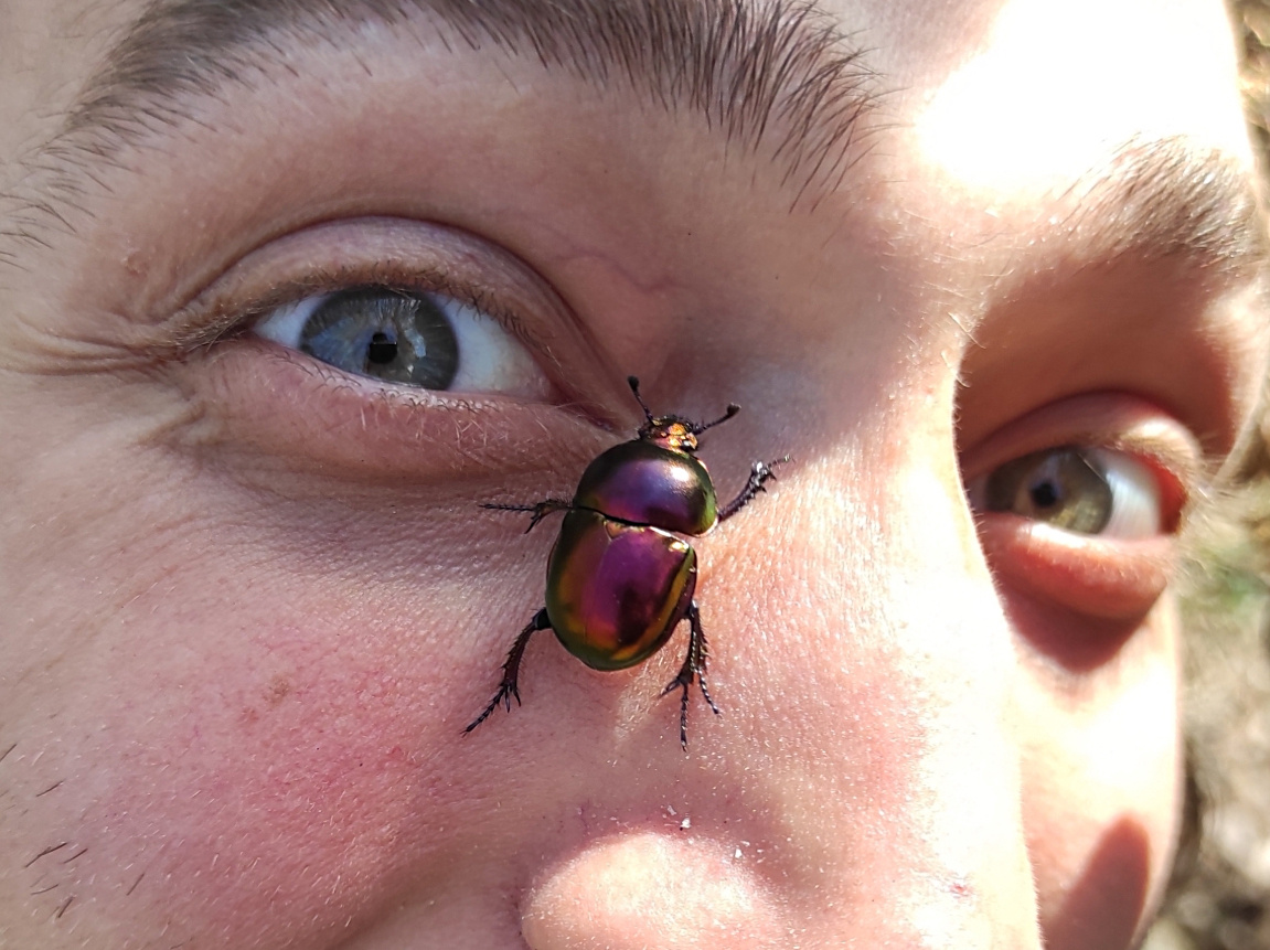 Нет, это не шаранка! Фотография: Umut Nuri Erdoğan, CC BY-NC.