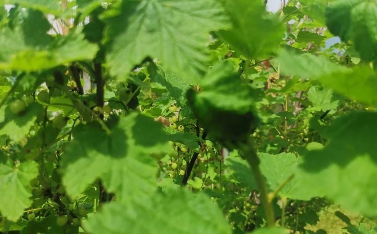    Фото: Лукьянов Дмитрий, AgroXXI.ru