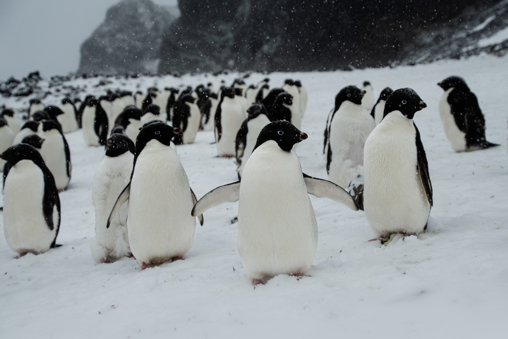 Пингвины Адели, фото Julien Renoult