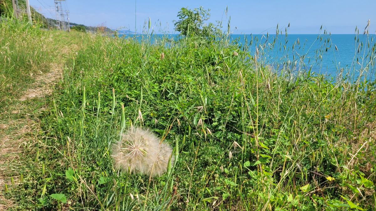 Большие одуванчики на побережье Черного моря