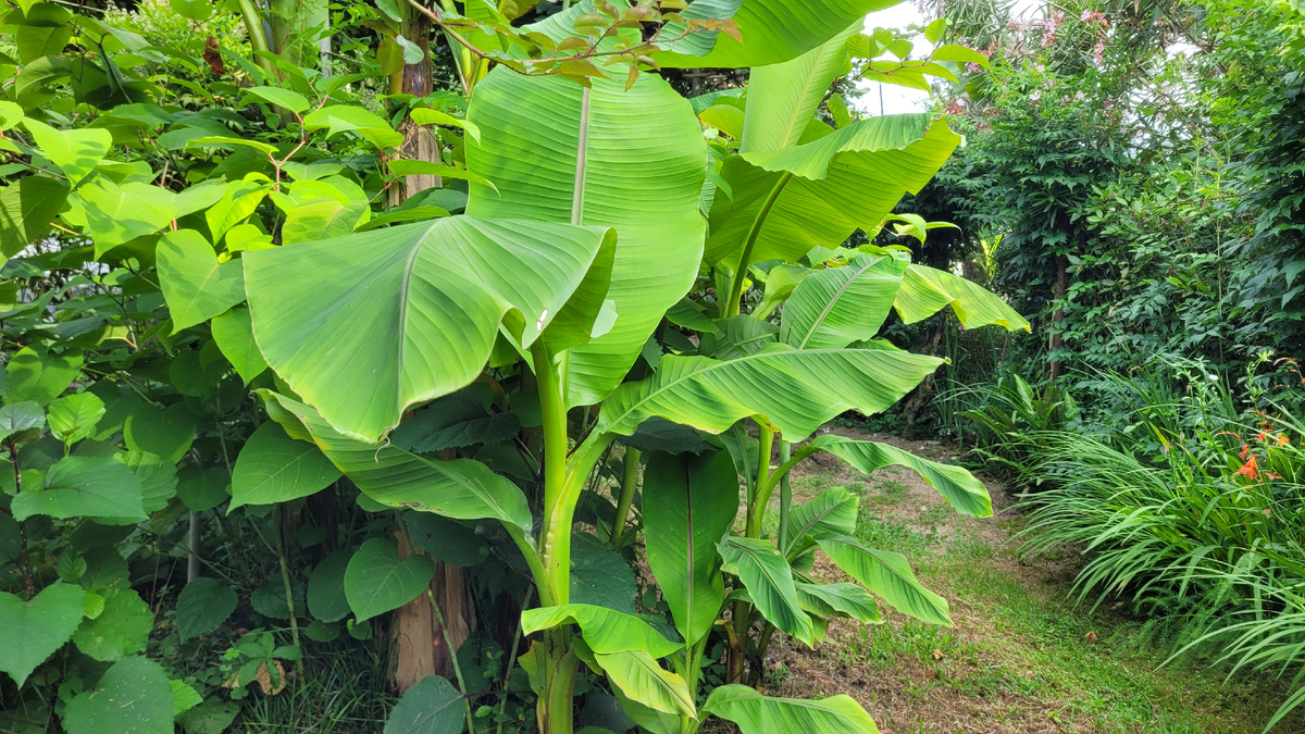 Бананы во дворе