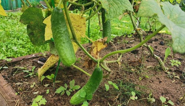    Фото: Лукьянов Дмитрий, AgroXXI.ru