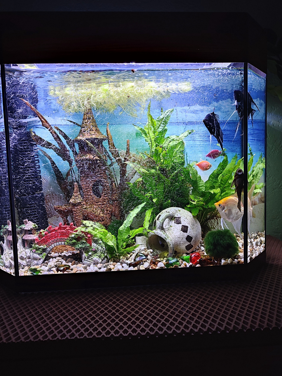 Аквариум, белые полоски это воздух с фильтра, никак не могла телефон настроить, чтоб красиво сфотографировать