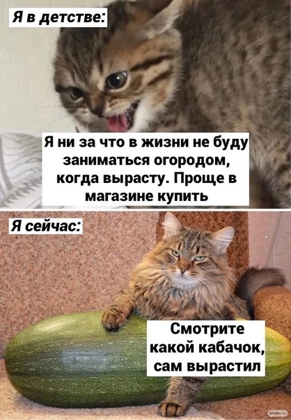 Картинка из открытого источника интернет