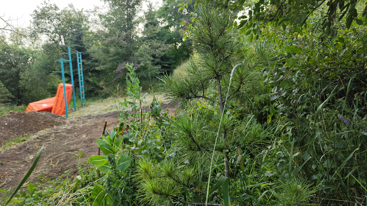 Вокруг бассейна 3 сибирских кедра и две голубых ели. Живописное место получится) 