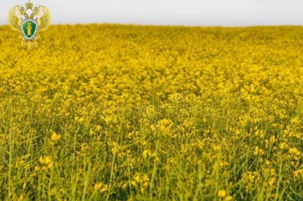    В Кургане наркомана отправили в колонию за добычу конопли