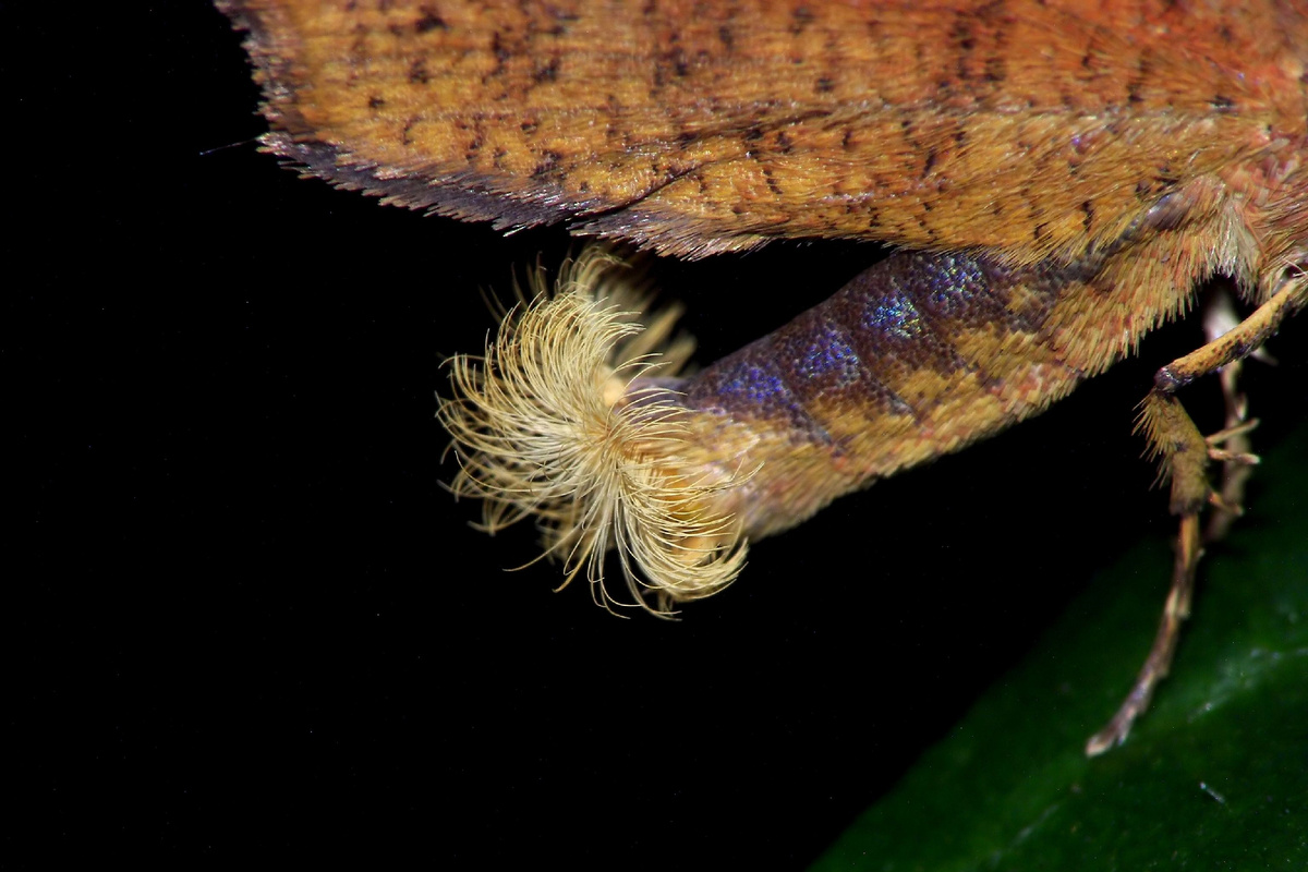 Коремата Сладкокрылки Фельдера (Pterodecta Felderi). Некоторые зарубежные исследователи называют этот орган «feather duster» – метёлка от пыли. Некоторое сходство и вправду есть! Фото Charles Lam, 2007 г.