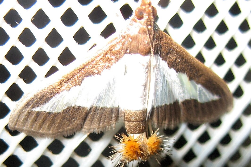 Коремата бабочки Diaphania indica, которую ещё называют «огуречным мотыльком». Фото Sudipta.nov15, 2011 г. 