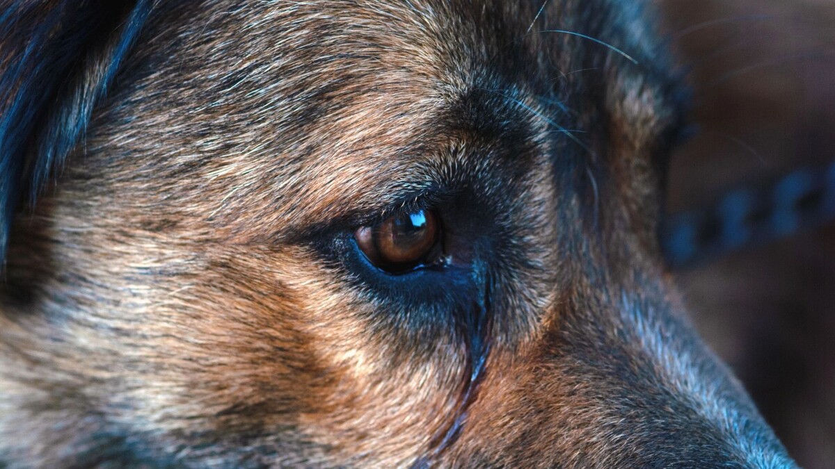    Фото: Nadya So/Shutterstock/Fotodom