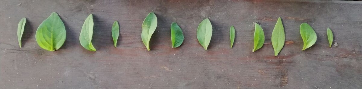 Сравните эти листья.