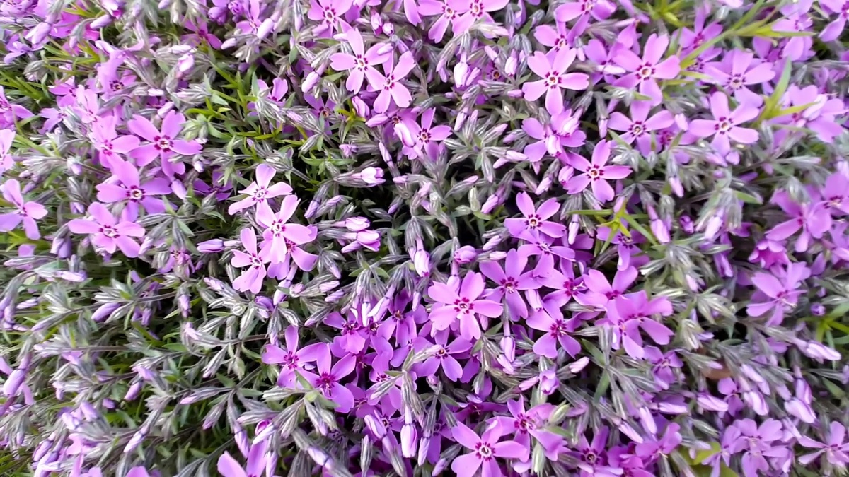 Флокс шиловидный — это растение-ковер.