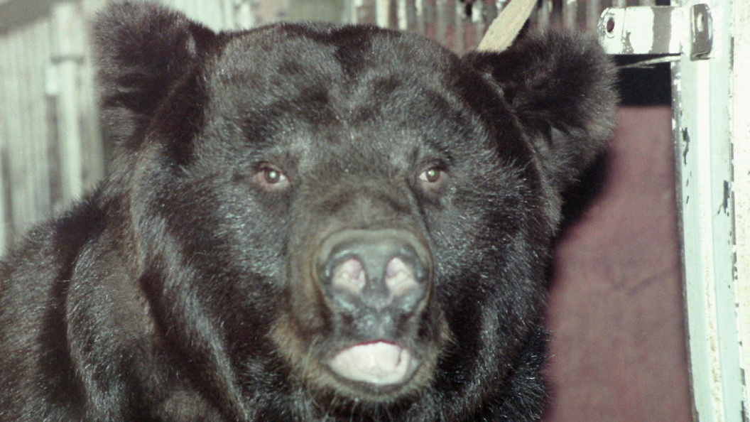    © Victor Lisitsyn/Globallookpress