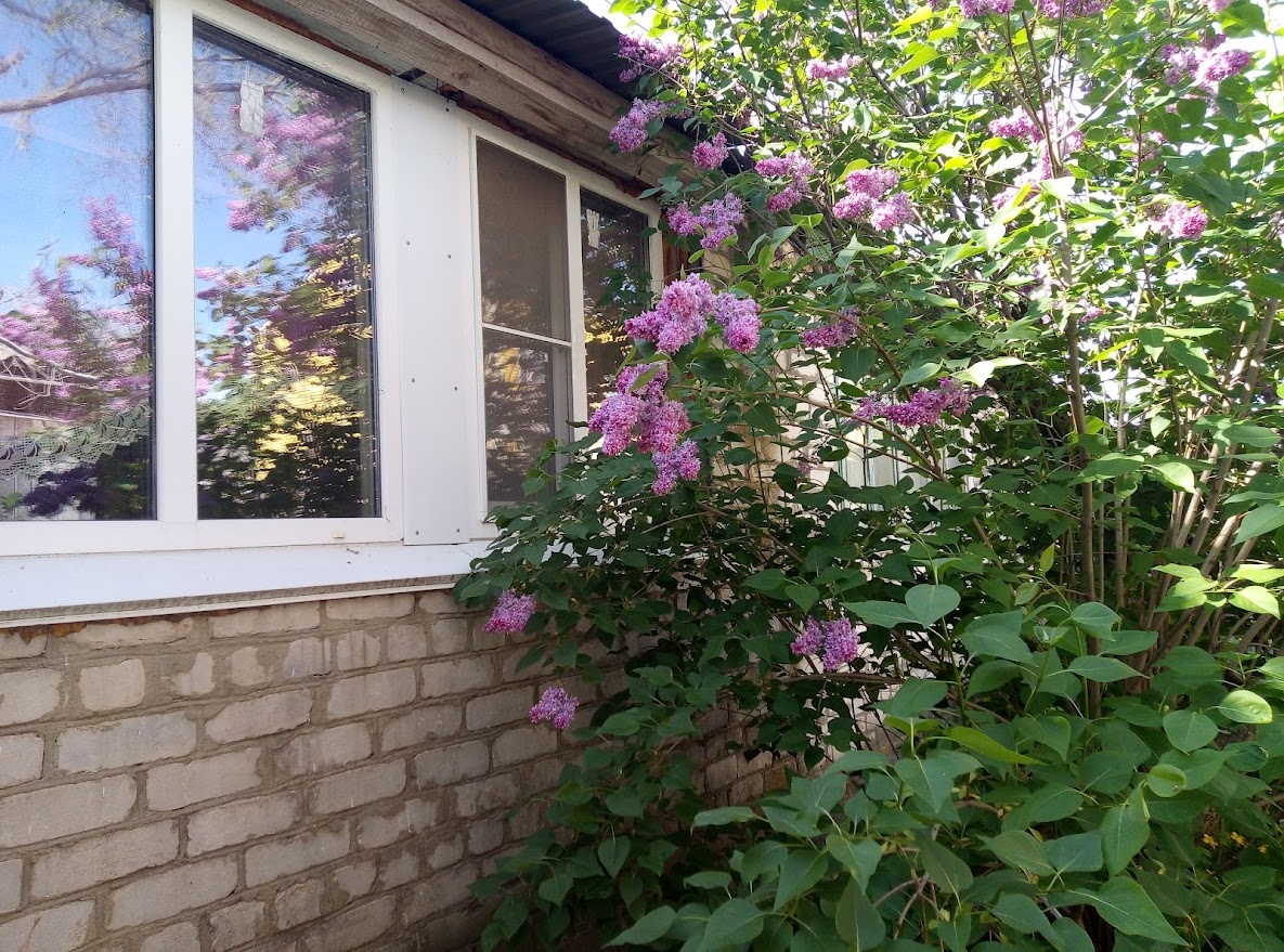 Мамина сирень, которую она сажала. Фото 2-хлетней давности