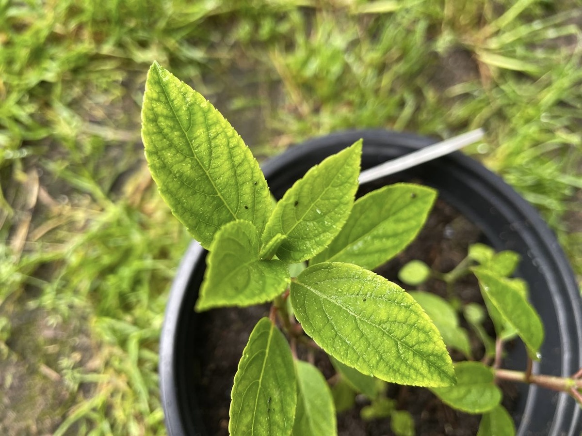 Железный хлороз у гортензий