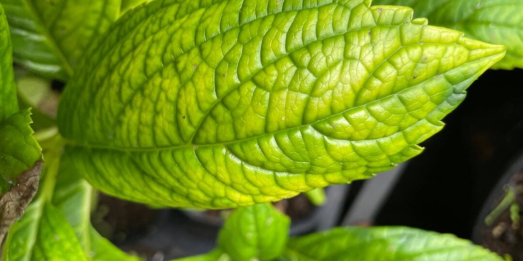 Убираем одной подкормкой все хлорозы на гортензиях: быстродействующий рецепт