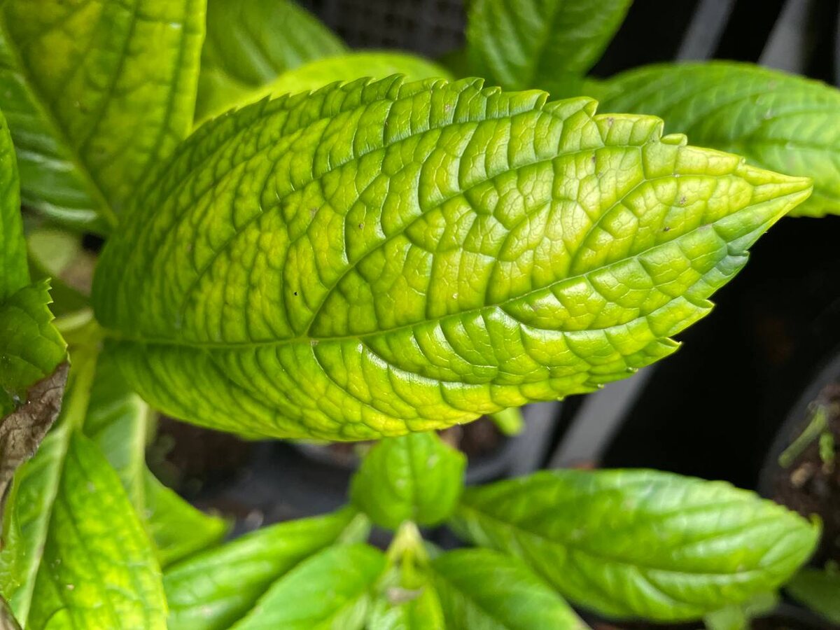 Железный хлороз у гортензий