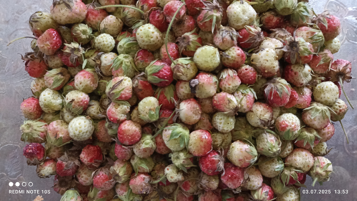 Луговая клубника. Фото автора.