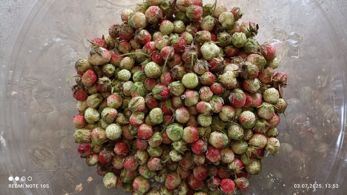 Луговая клубника. фото автора.