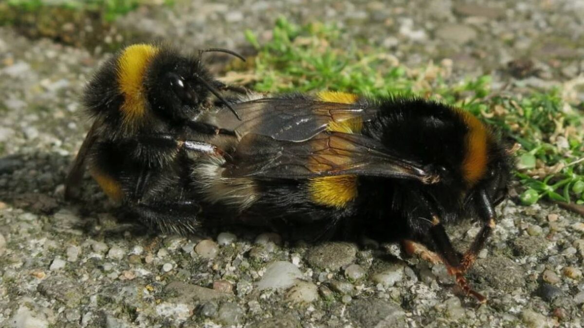 Отгадайте, кто из них самка