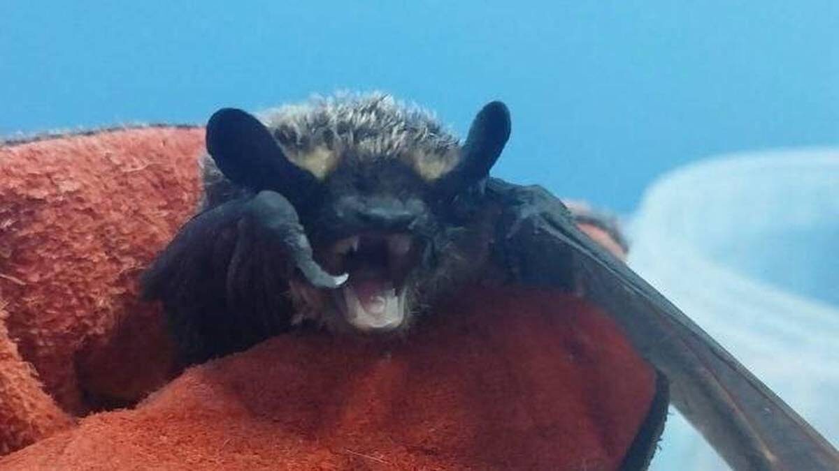    Фото: Пресс-служба Министерства сельского хозяйства и продовольствия Московской области