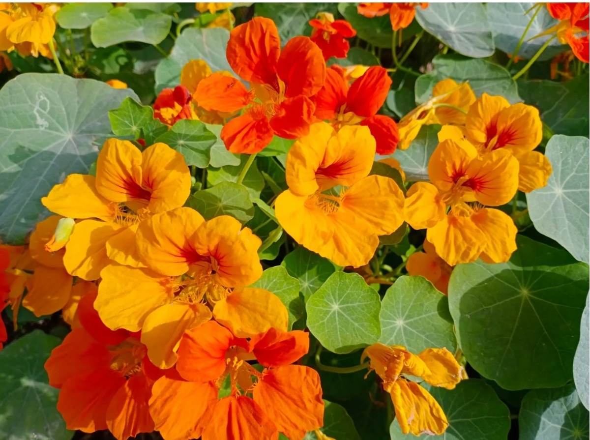 Фото с простор интернета (Настурция) 