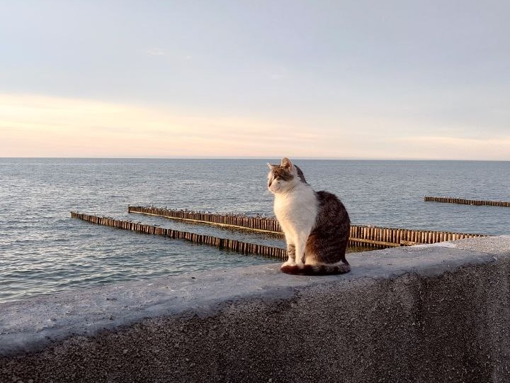 Светлогорск