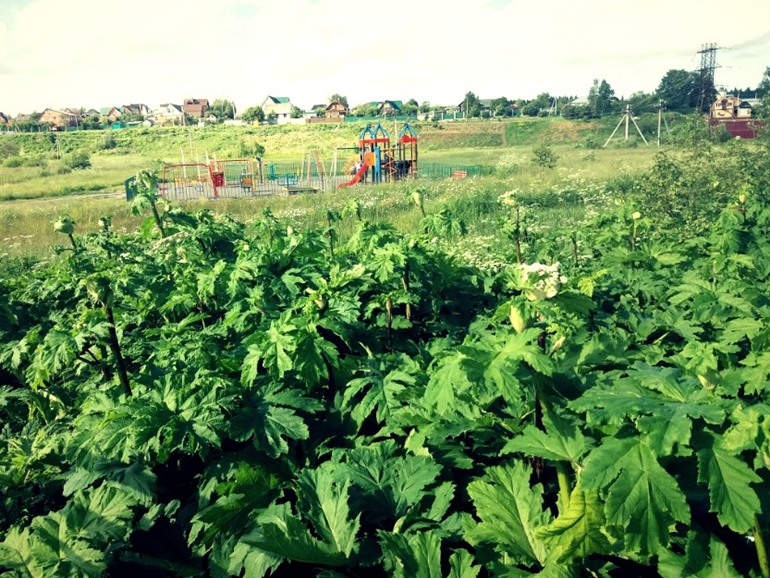 Вид из зарослей борщевика на детскую площадку