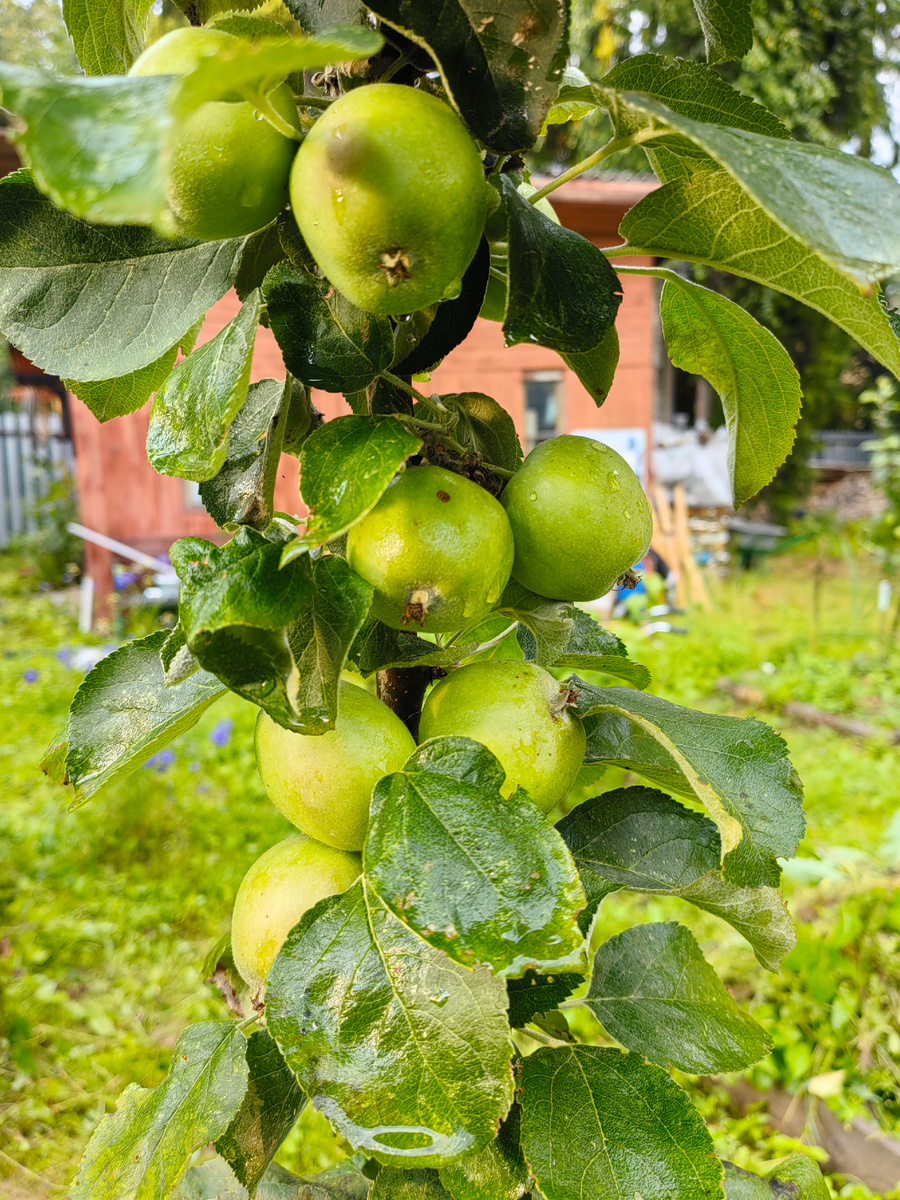 Урожай зреет. На данный момент это самая плодоносящая яблоня моего сада) 