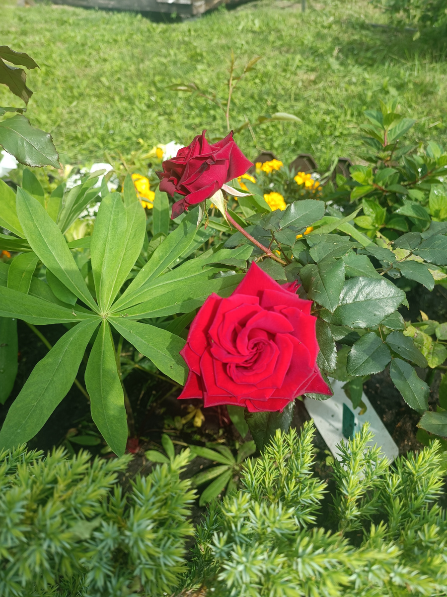 Розы из моего сада