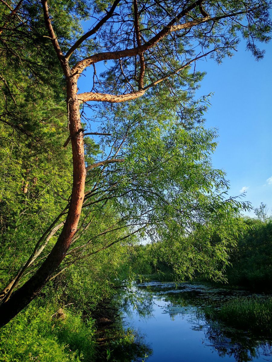 Деревья на берегу протоки 