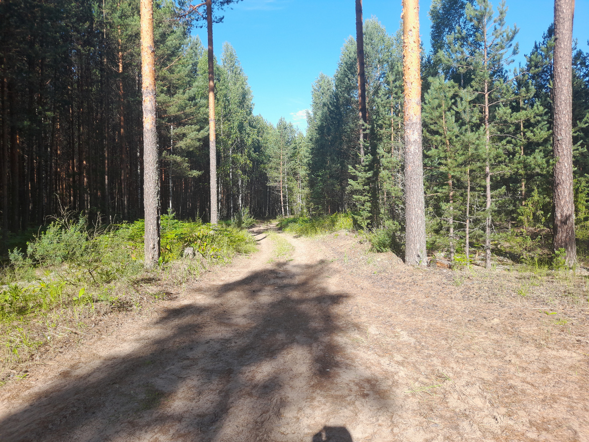 Лесная дорога