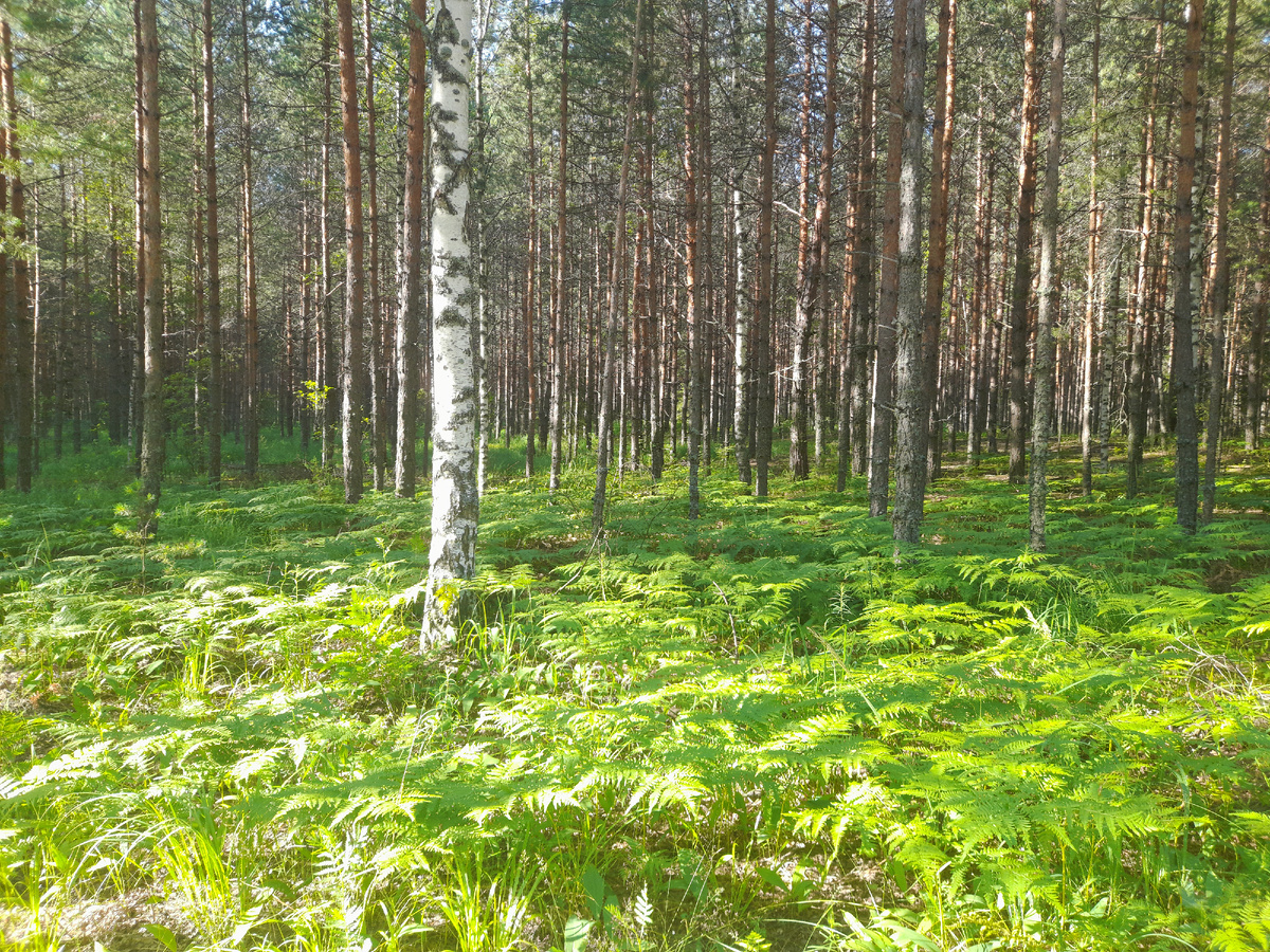 С левой стороны от дороги.