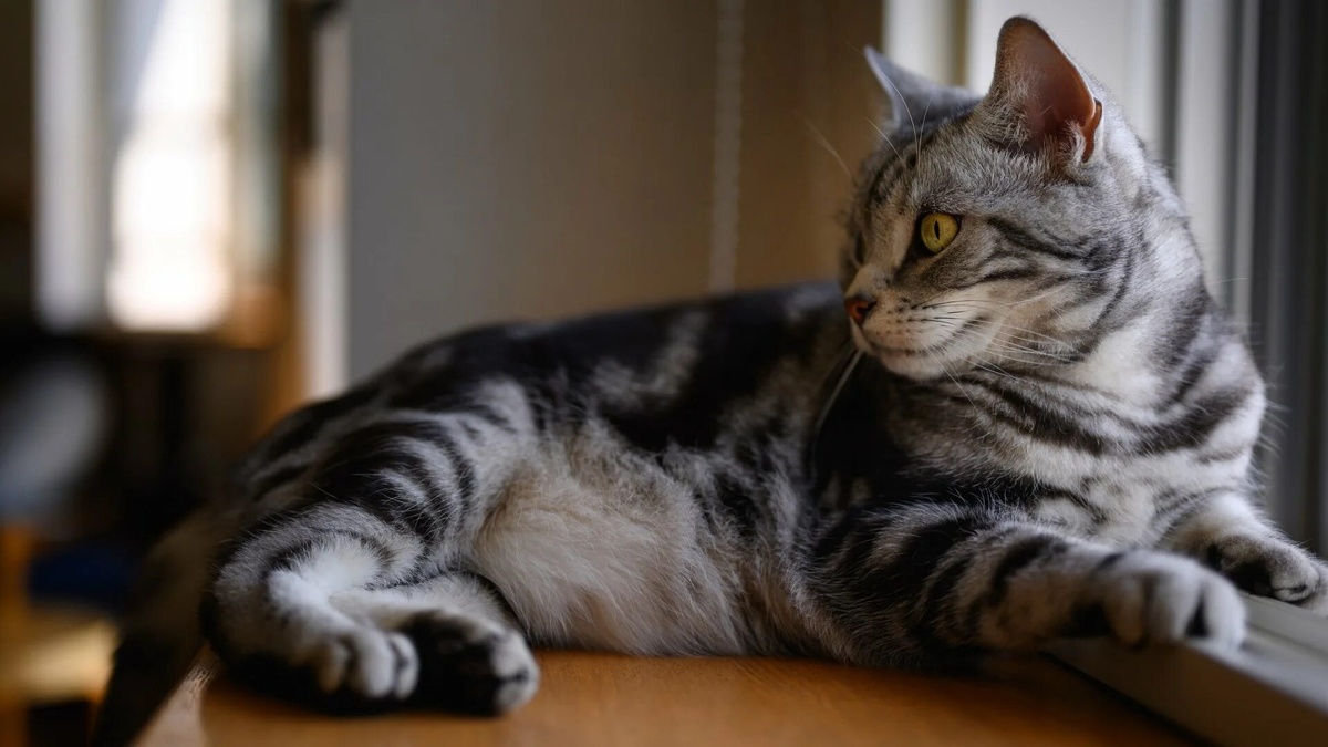 Фото с сайта: https://wall.alphacoders.com/big.php?i=1096169