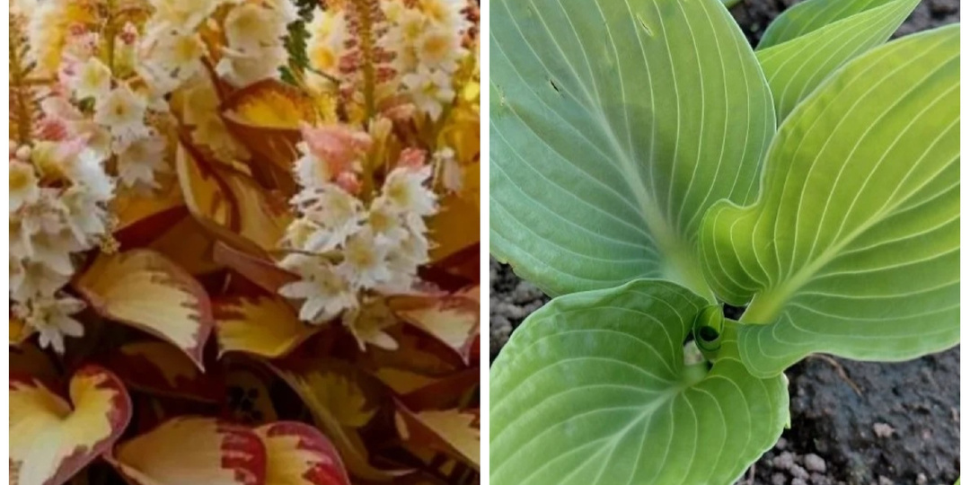 Про несуществующие сорта хост.