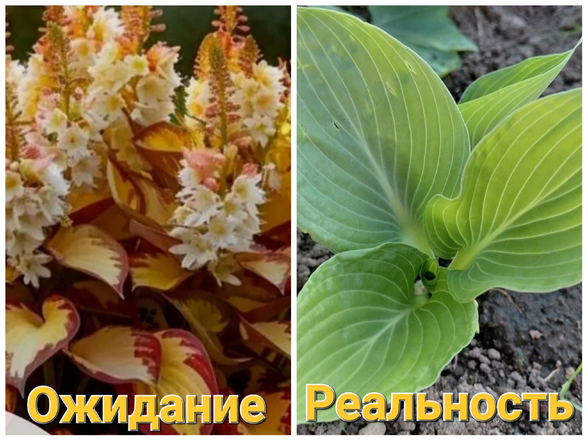 Несуществующие сорта хост