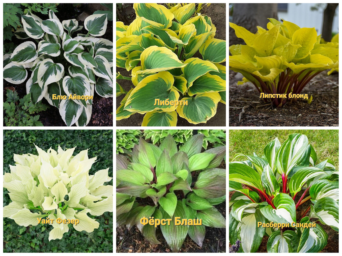 Разновидности хост