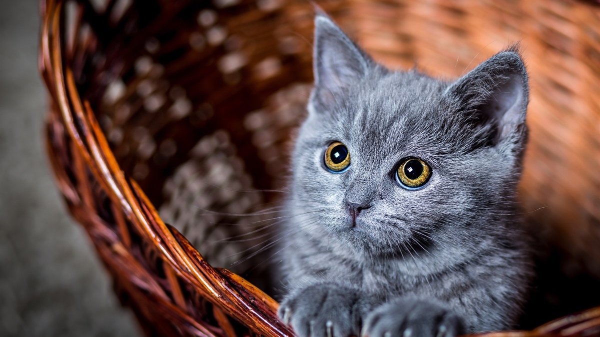 Фото с сайта: https://de.best-wallpaper.net/Furry-grey-kitten-look-at-you_wallpapers.html