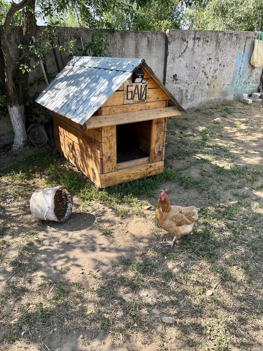 На площадке живёт собака. Она старенькая, как мне сказали. Но ребята её очень любят. Будку ей сделали. А куры местных жителей, под забор пролезают. 
