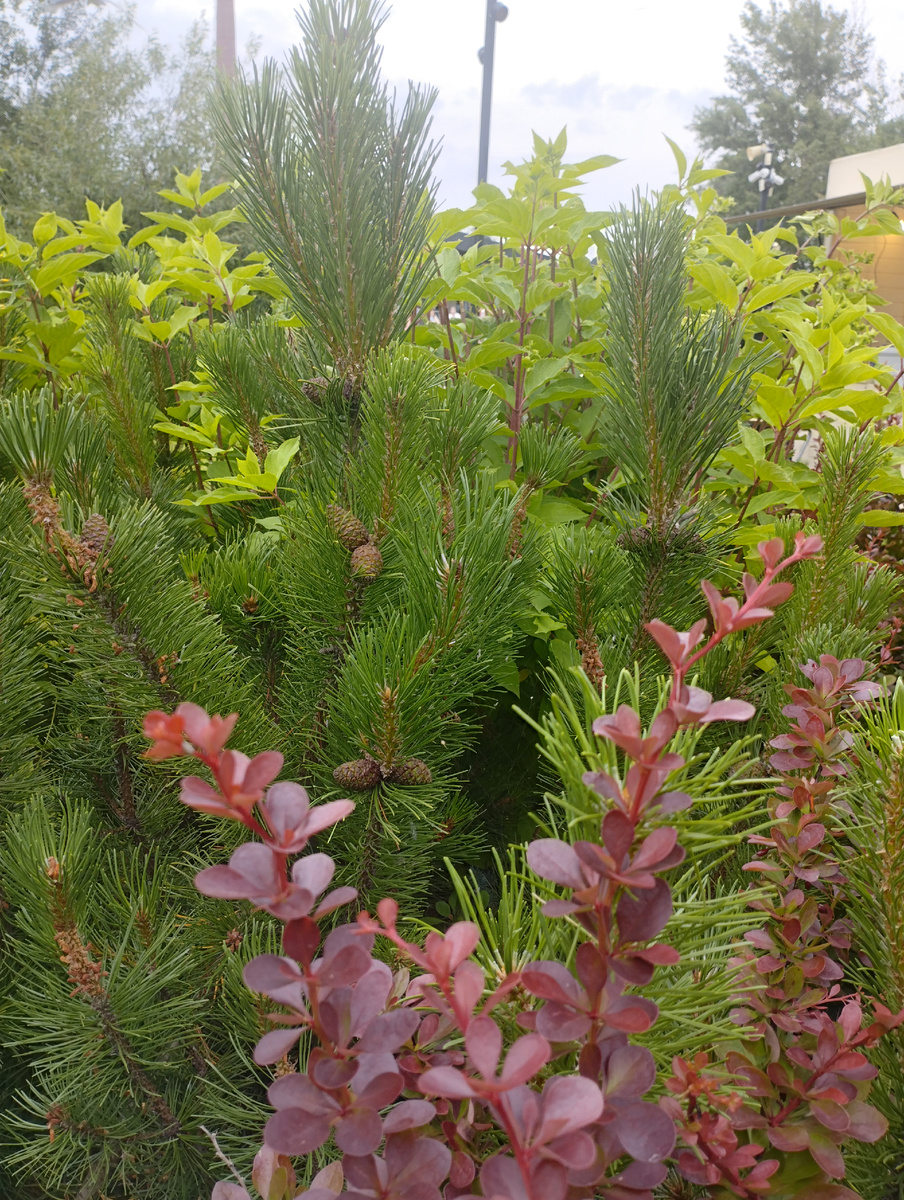 Самый лучший художник - это сама природа