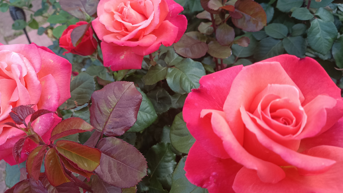 ХРИСТОФОР КОЛУМБ, 2025