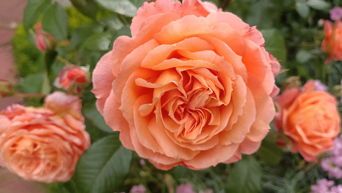 БЕЛЬВЕДЕР, 2025