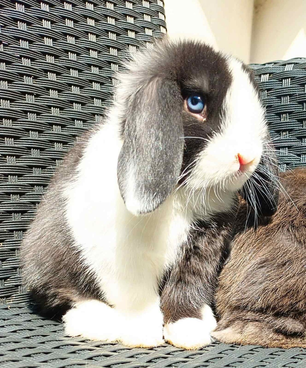 Крольчиха Дженни.