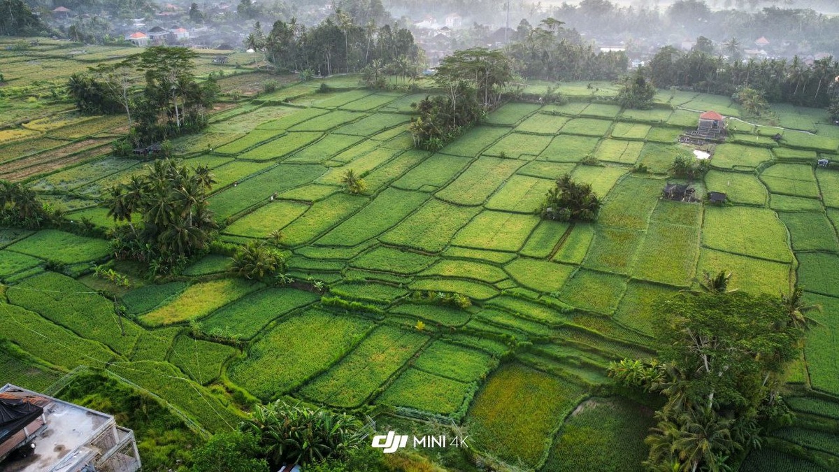 Рисовые поля на Бали