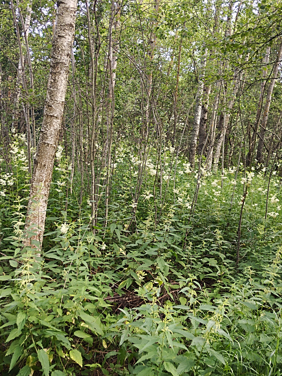 Участки с дикой природой. 
