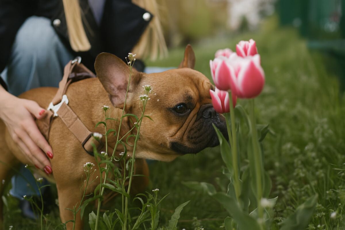 Собака нюхает цветы на прогулке 