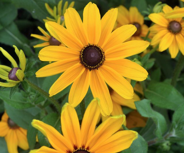 Семена рудбекии Золотая Шайен Голд тестировала в 2022 году компании Русский Огород. Фото автора