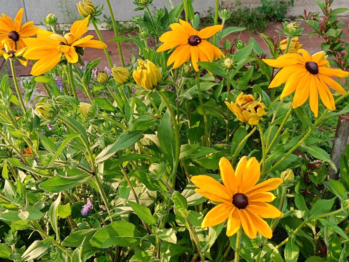 Расцвела рудбекия самосейка в цветнике 2025 года. Фото автора